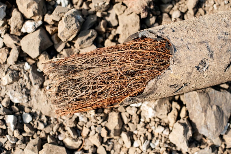 roots in sewer line